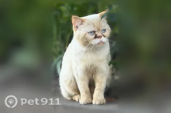 Найдена кошка, Белгород, фото: Найдена кошка, 1 Салюта, д. 7, Белгород — ухоженная, спокойна к людям
