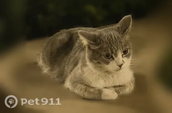 Найдена кошка, Белгород, фото: Найдена кошка, 1 Салюта, Белгород — серо-белая, ухоженная, не убегает от людей