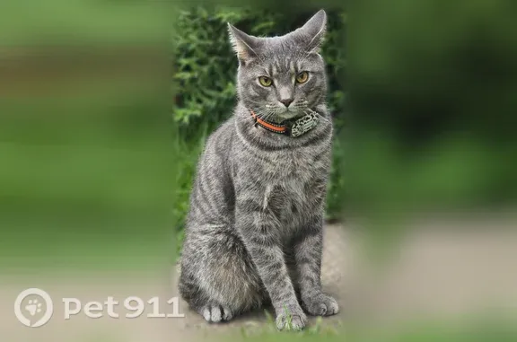 Кошки потеряшки, , фото: Потеряшка кошка, Территория снт Союз (м-в Лехтуси), д. 3 — крупный кот с трекером и адресником