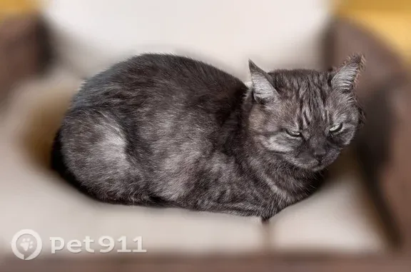Пропала кошка, Деревня Тюфанка (г Чехов), Чехов — ушла из дома в ночь на 6 августа - photo