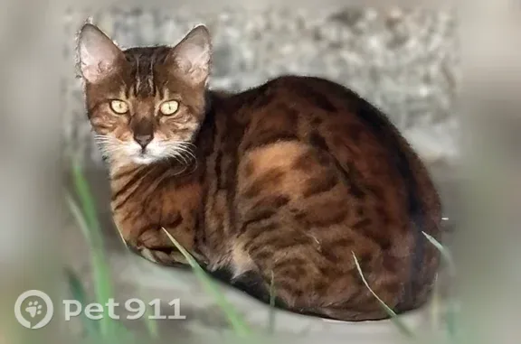 Найденные животные Верхняя Пышма, фото: Найдена кошка, Уральских рабочих, Верхняя Пышма — окрас бенгальской