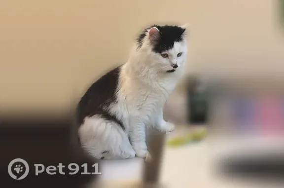 Пропала кошка, Владивосток, Некрасовская, д. 70 — чёрно-белая, убежала ночью из подъезда - photo