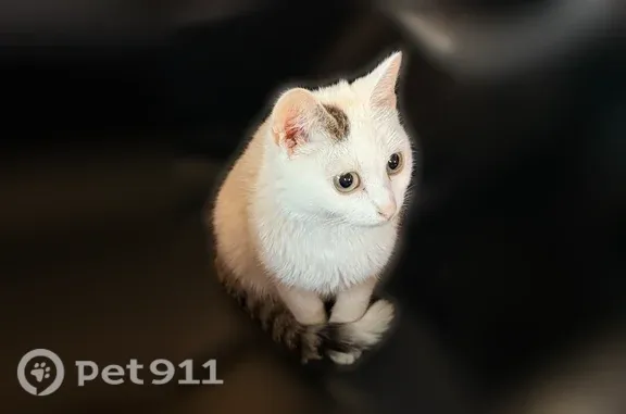 Пропала кошка, Село Колыон, Майский, Колыон — гладкошерстная белая, кличка Буся - photo