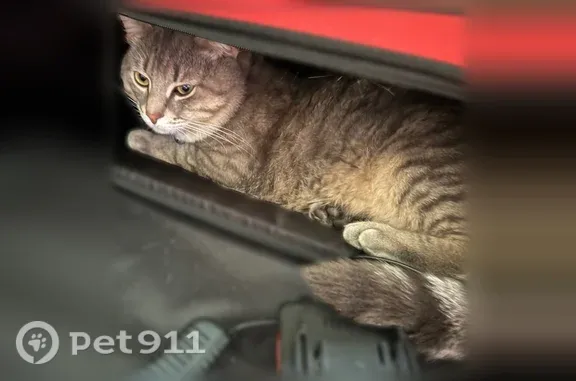 Пропала кошка, Ново-Казанская, д. 23, Пенза — на спине была рана - photo
