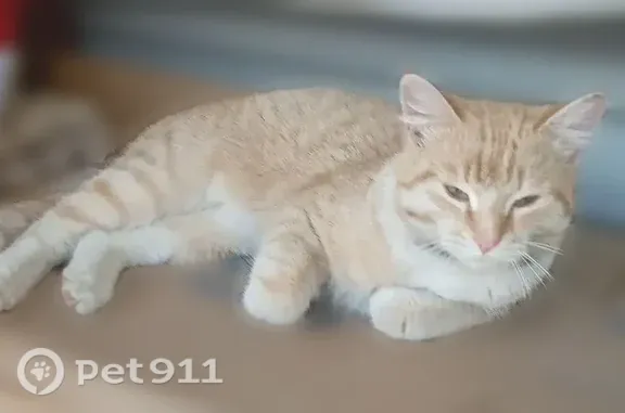 Найденные животные Новый Уренгой, фото: Найдена кошка, Микрорайон Славянский (г Новый Уренгой), д. 2, Новый Уренгой — рыжая, подкармливают на стройке
