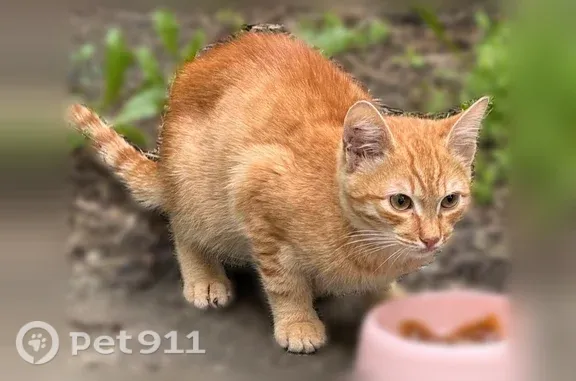 Найденные животные Казань, фото: Найдена кошка, Район Авиастроительный (г Казань), Беломорская, д. 69А 2, Казань — рыжий котёнок 3–4 месяца