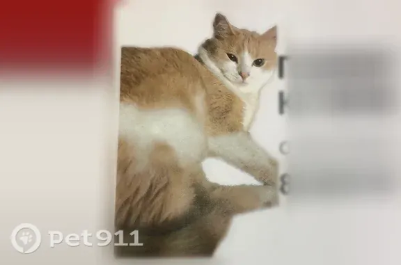 Пропала кошка, Юрга — персиковый окрас, выпал ночью с 5 этажа - photo