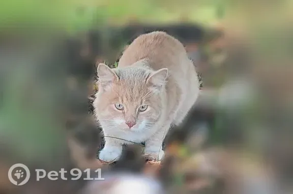 Найдена кошка, Пенза - photo