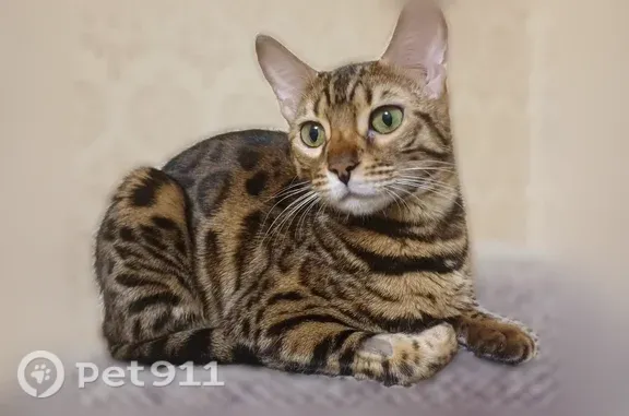 Кошки потеряшки, Новосибирск, фото: Потеряшка кошка, Район Октябрьский (г Новосибирск), Бориса Богаткова, д. 176, Новосибирск — бенгалка