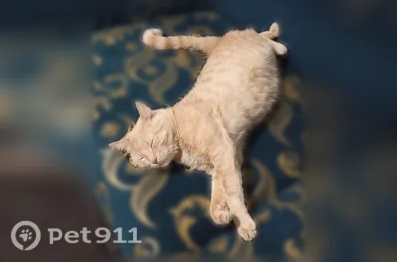 Пропала кошка, Блюхера, Ярославль — рыжий кот Василий - photo