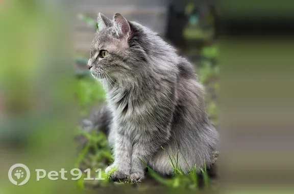Пропала кошка, Абакан, Молодежная, д. 24, Абакан — после ДТП, серый окрас, зелёные глазки - photo