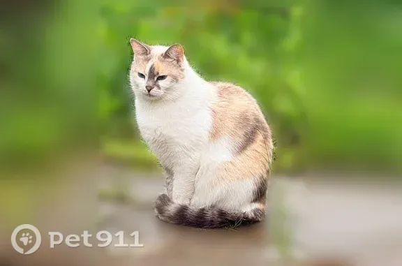 Кошки потеряшки, Одинцово, фото: Потеряшка кошка, Территория СНТ Полянка (г Одинцово), д. 234, Одинцово — светло-трёхцветная, полосатые мордочка и хвост