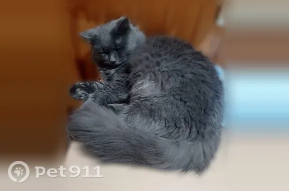 Кошки потеряшки, Семилуки, фото: Потеряшка кошка, Семилуки, Пушкинская, Семилуки — очень пугливая, может прятаться