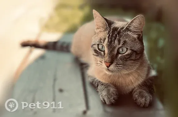 Кошки потеряшки, Игра, фото: Потеряшка кошка, Поселок Игра, Матросова, д. 14, Игра — голубые глаза, фиолетовый ошейник