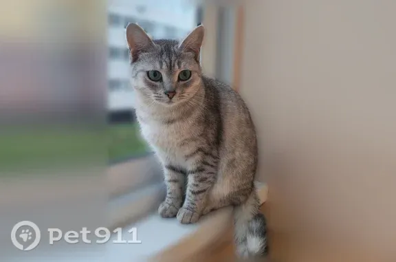 Пропала кошка, район Лента, Асламаса 18, Чебоксары — молодая светло-серая девочка, примесь шотландки - photo