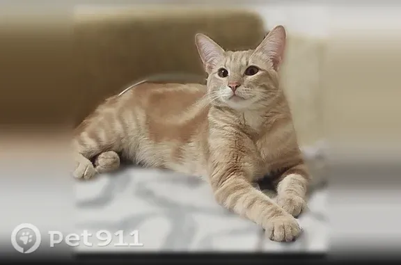 Кошки потеряшки, Вологда, фото: Потеряшка кошка, Вологда, Гагарина, д. 2а 2 — очень ласковая, рыжая с белой мордочкой