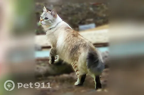 Найдена кошка, Уфа, фото: Найдена кошка, Октября, д. 108 1, Уфа — светлый окрас, голубые глаза