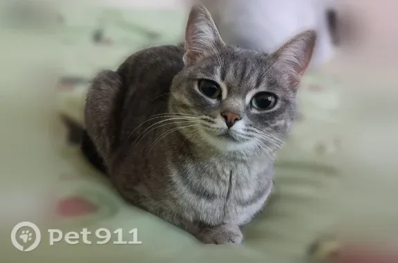 Кошки потеряшки, , фото: Потеряшка кошка, Село Новое Аксубаево, Искра — городская, всех боится, пугливая