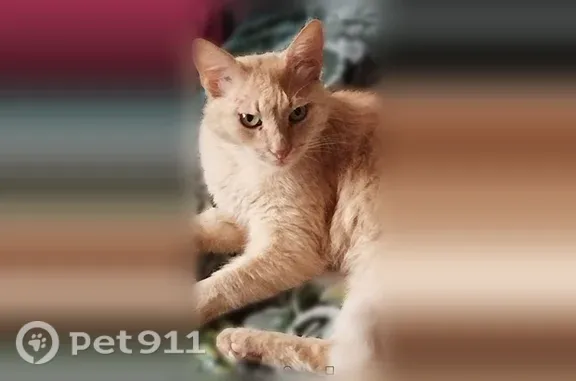 Пропала кошка, Заволжье, Пушкина, д. 54, Заволжье (Нижегородская - Горьковская) — светло-рыжая, кастрированная, ласковая - photo
