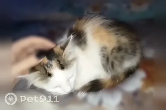 Пропала кошка, Набережные Челны, Татарстан, д. 26, Набережные Челны — домашняя, чуть больше 1 года, пугливая - photo