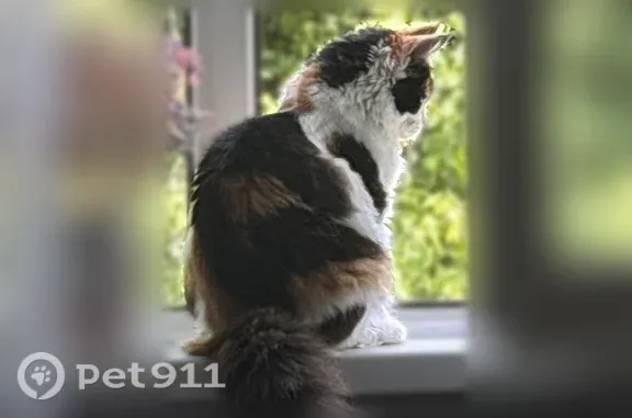 Пропала кошка, 2-й Пожарского, Ярославль — упитанная кошечка - photo
