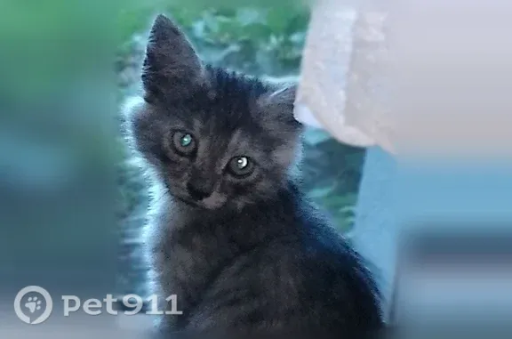 Кошки потеряшки, Саратов, фото: Кошка ищет дом, Саратов — ласковый которебёнок, 3 месяца
