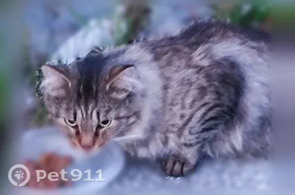 Найденные животные Томск, фото: Найдена кошка, Томск, Мира, д. 30 — очень боится людей