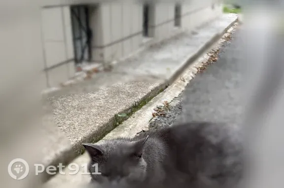 Найденные животные Уфа, фото: Найдена кошка, Уфа, Тукаева, д. 33, Уфа — серый кот с зелёным ошейником