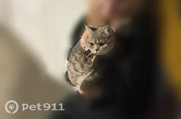 Найдена кошка, Сургут, фото: Найдена кошка, Сургут, Быстринская, д. 5 — серая, запуганная, домашняя