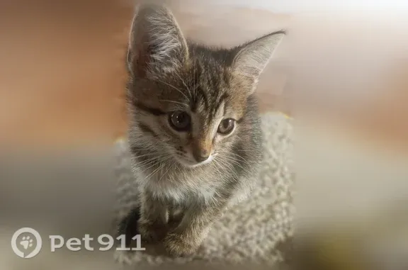 Найдена кошка, Кузнецк, фото: Найдена кошка, Кузнецк — серенькая в полоску, умная, ходит в лоток