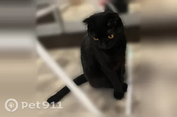 Пропала кошка, Иваново, 2-я Челышева, д. 21 — чёрная, дикая - photo
