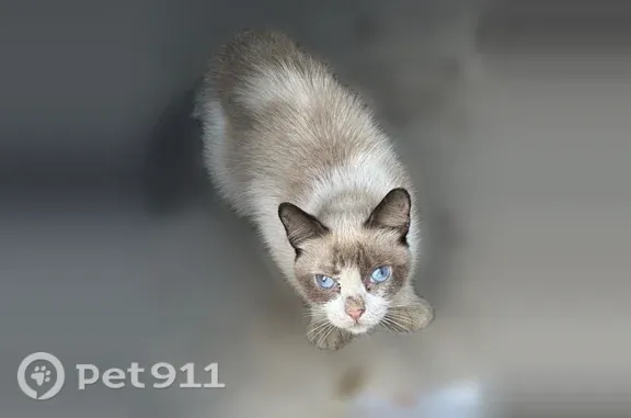 Пропала кошка, Екатеринбург — кошечка-инвалид, кормящая мама - photo