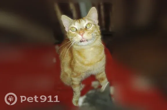 Пропала кошка, Ленина, д. 84, Славянск-на-Кубани — рыжая, 8 лет, доброжелательная - photo