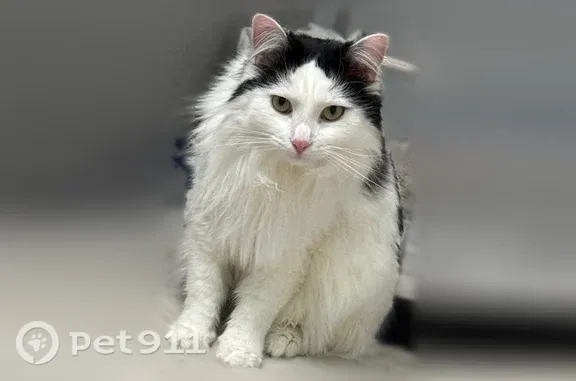 Пропала кошка, Беговая/Пацаева, д. 1, Пенза — кот крупный и пушистый - photo