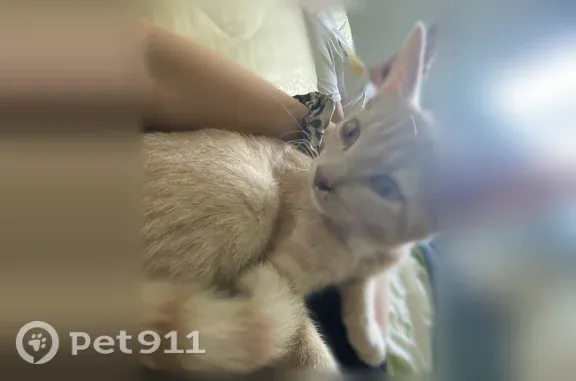 Пропала кошка, Тимашевск, Западная, д. 19, Тимашевск — котёнок отзывается на имя Кит - photo