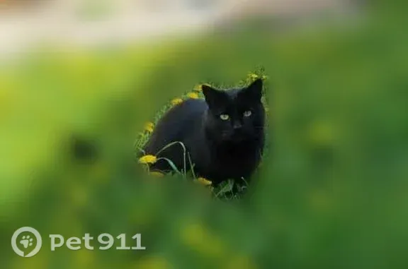 Кошки потеряшки, Иглино, фото: Потеряшка кошка, Село Иглино, Вишневая, д. 6, Иглино — чёрная, живёт на ул. Спортивная