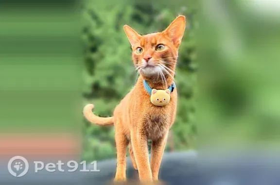 Пропала кошка, СНТ «Карусель», Ступино — рыжий короткошёрстный кот, голубой ошейник с жёлтым адресником - photo