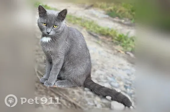 Найдена кошка, Район Железнодорожный (г Пенза), Садовое Кольцо, д. 2, Пенза — серая дымчатая, с белым воротничком - photo