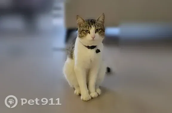 Кошки потеряшки, , фото: Потеряшка кошка, Село Первомайский, Прохладная — ласковый беспородный кот 2 года