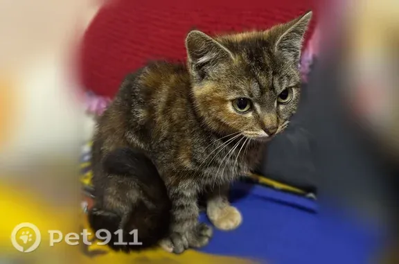 Найдена кошка, Луховицы, фото: Найдена кошка, Луховицы, Фрунзе, д. 17, Луховицы — ласковая, на спине немного выбрито