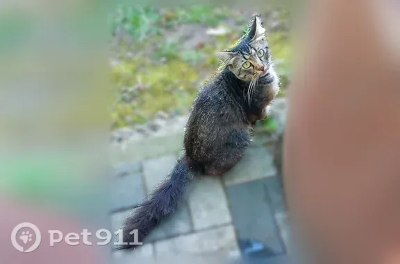 Найдена кошка, Сочи, фото: Найдена кошка, Район Хостинский внутригородской (г Сочи), Учительская, д. 18/7, Сочи — взрослый котёнок