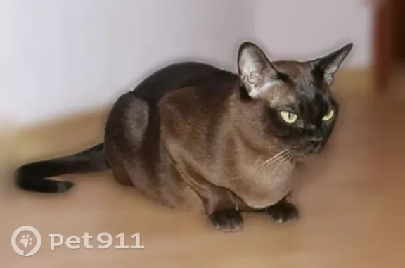 Найдена кошка, Москва, фото: Найдена кошка, Москва, Ленинский, д. 99 — бурма, хрипит, глаза текут