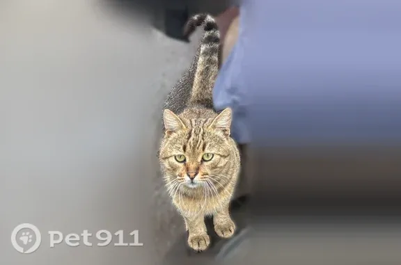 Найдена кошка, Тула, фото: Найдена кошка, Тула, Кауля, д. 11 1 — очень ласковая, не кастрирована