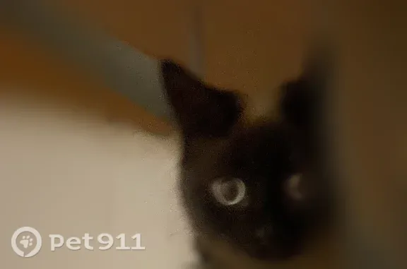 Найдена кошка, Село Засечное, Радужная, д. 9, Засечное — небольшая сиамская кошечка - photo