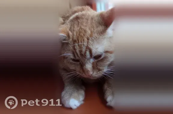 Кошки потеряшки, Гатчина, фото: Найдена кошка, Гатчина — рыжая, ласковая