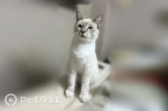 Найдена кошка, Калининград, фото: Найдена кошка, Свердлова, Калининград — спокойная, с ошейником