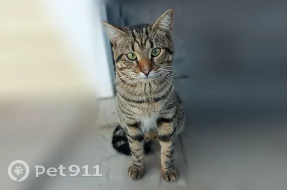 Найденные животные Курск, фото: Найдена кошка, Лазурная, д. 66, Курск — молодой кот с зелёными глазами