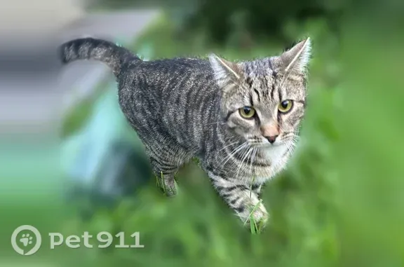 Найдена кошка, Москва, фото: Найдена кошка, Москва, Варшавское, д. 160