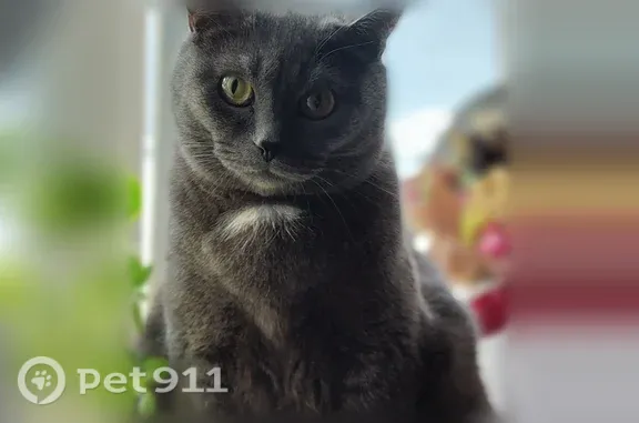 Пропала кошка, Муравленко, Ленина, д. 103 — дымчатый окрас, белое пятнышко на груди и животе - photo