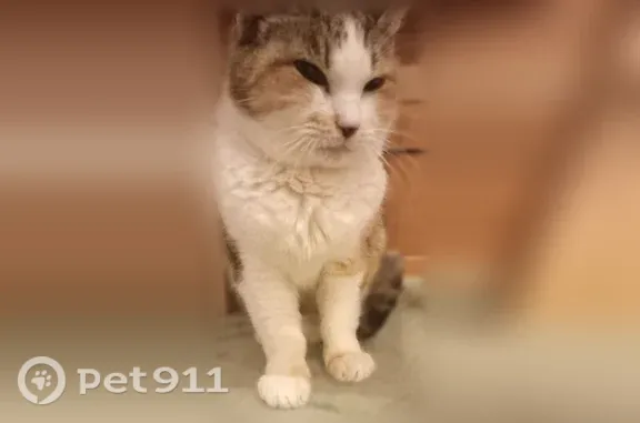 Кошка ищет дом, Вырица - photo